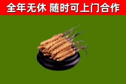 汨罗回收冬虫夏草