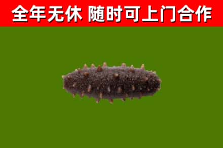 汨罗回收海参干